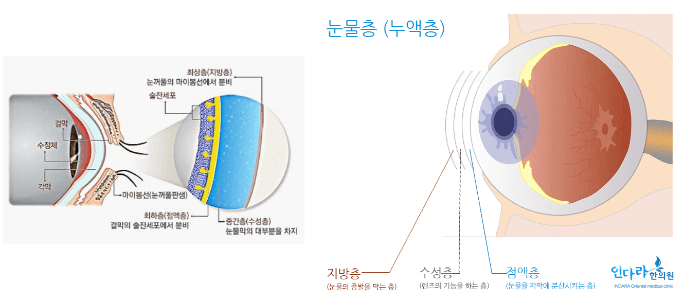 눈의 구조와 눈물층의 구성 (출처 : 왼쪽 그림-블로그&#44; 공부하는 약사 밀양새댁 / 오른쪽 그림-인다라한의원)