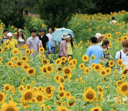 태백해바라기축제를즐기고있는사람들