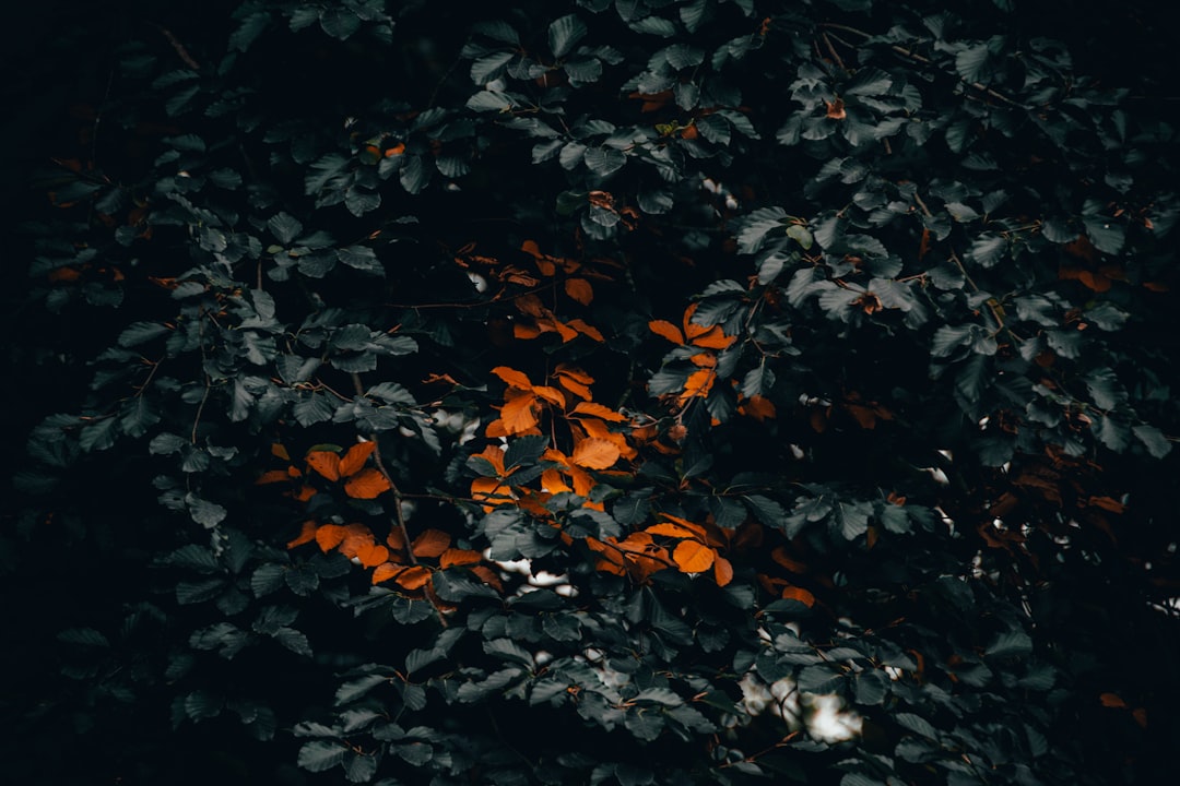 Brightness