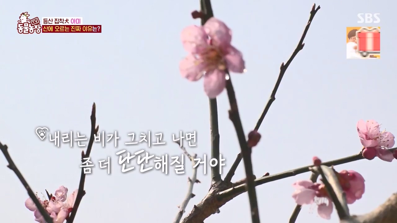 TV 동물농장.E1168.240422p-NEXT.mp4_20240421_170936.188.jpg