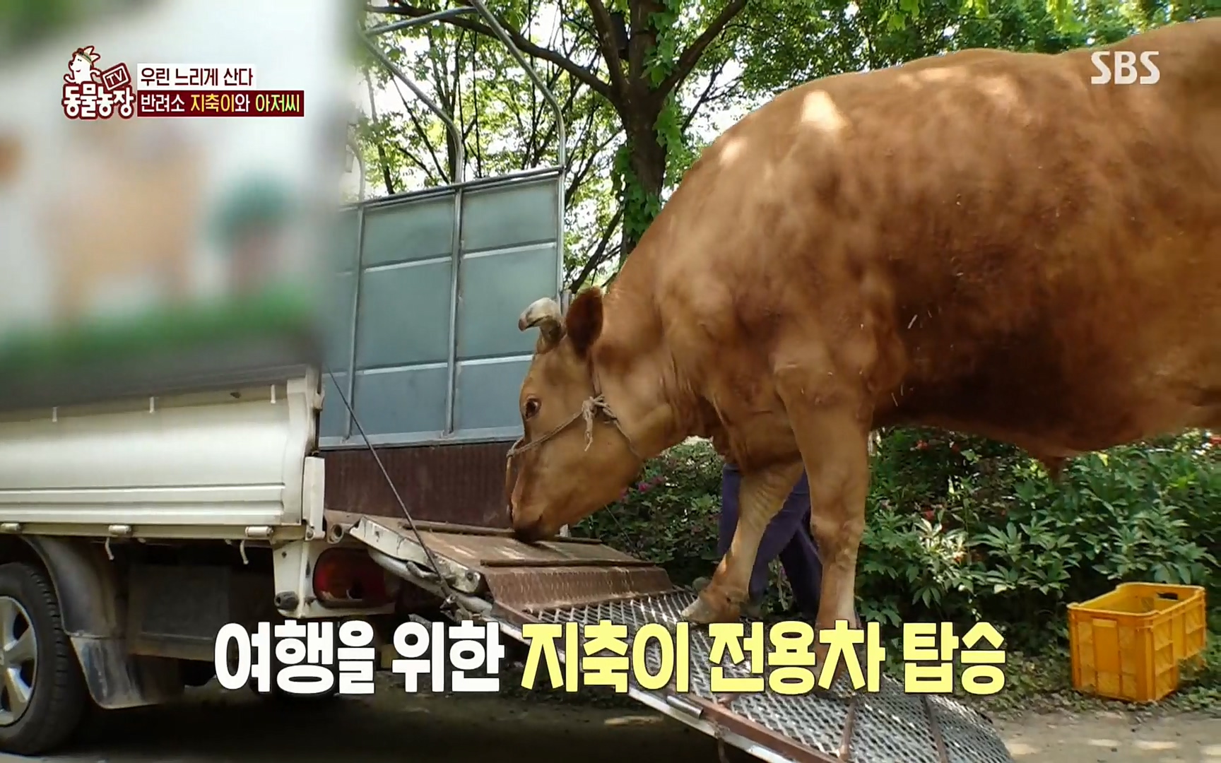 TV 동물농장.E1074.220619p.H264-F1RST.mp4_20220619_181937.002.jpg
