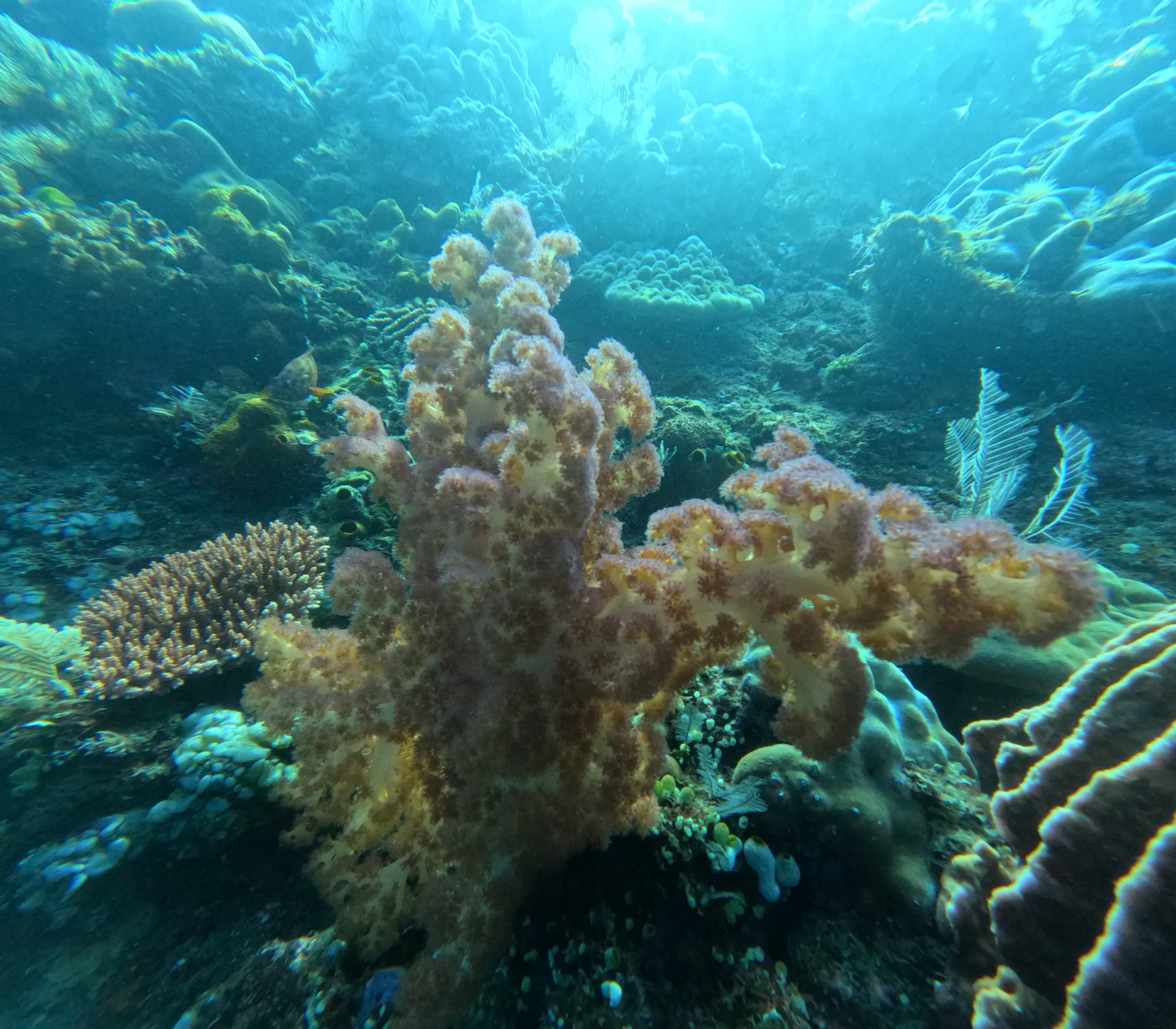 Tulamben ship wrack