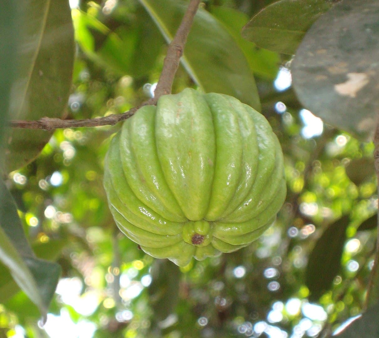 가르시니아 캄보지아 열매 껍질은 안전하고 유용합니다