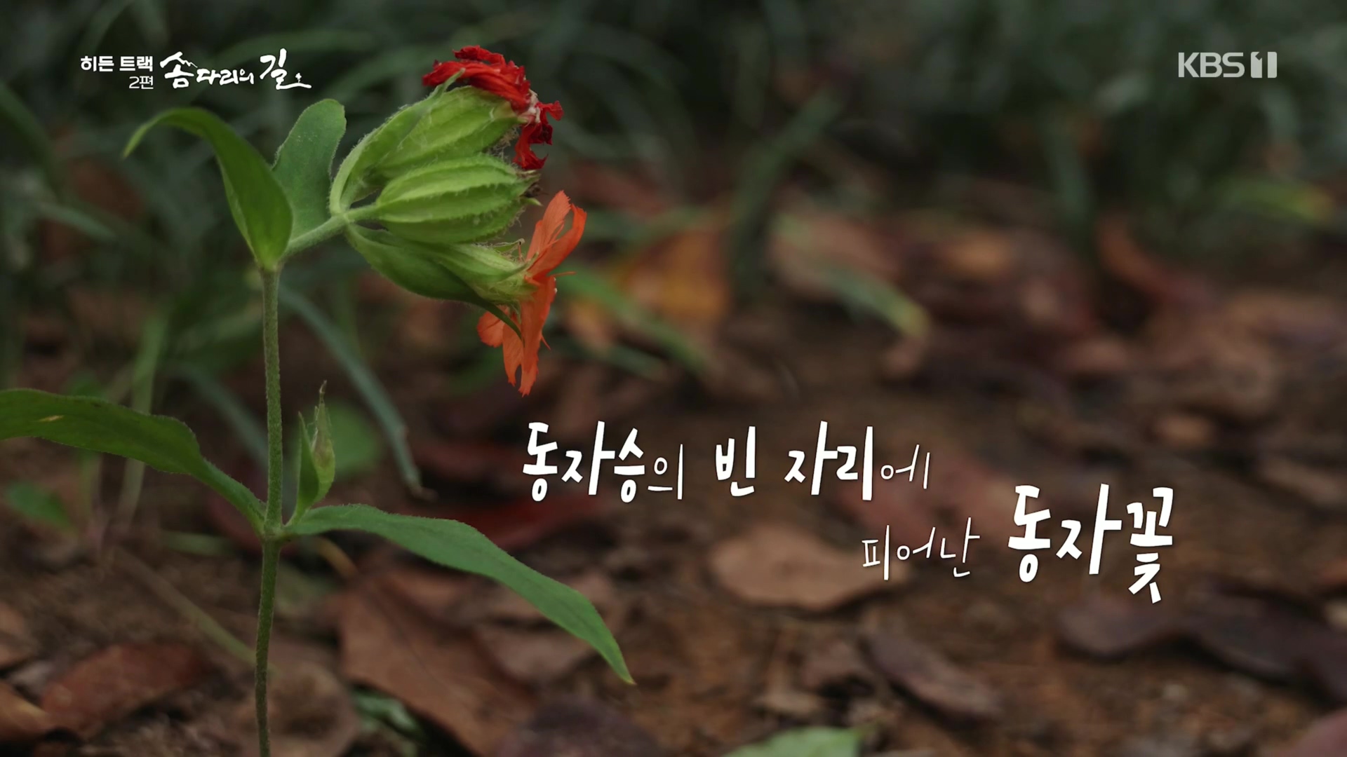 다큐 인사이트.E02.231215p.H264-F1RST.mp4_20231216_183325.900.jpg