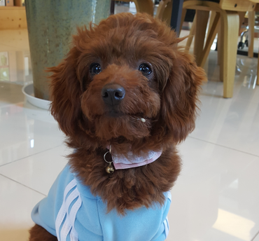  강아지를 위한 황태국 레시피! 이렇게 만들어보세요!