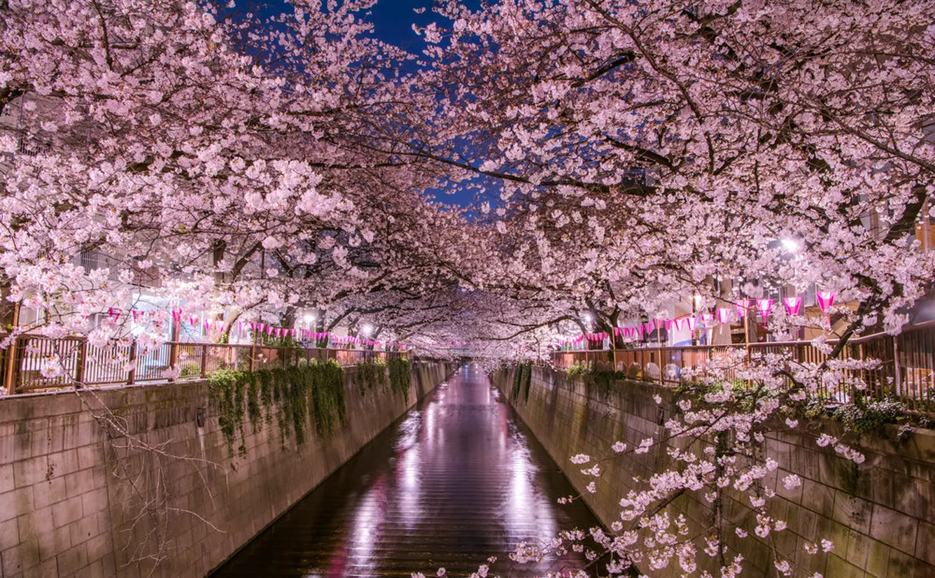나카메구로 밤 벚꽃과 야경
