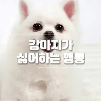 강아지 행동별 특징 의미 강아지 신호 해석 방법_8