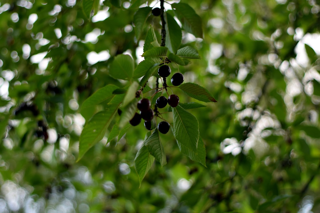 Black ginseng