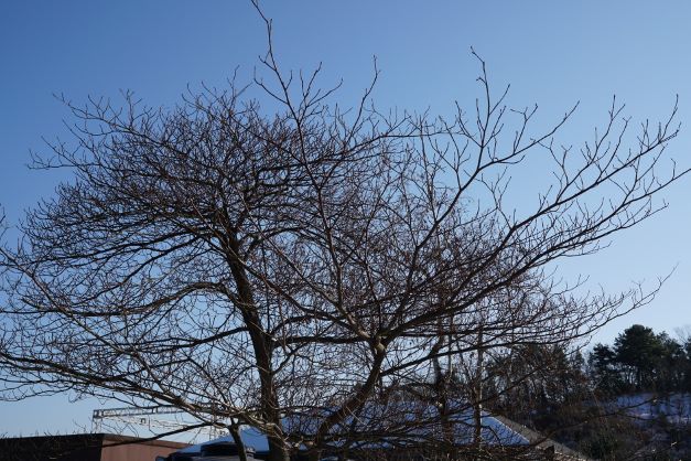 푸른 하늘에 거미줄 실타래처럼 빼곡한 나뭇가지&#44; 올려다 본 사진&#44;