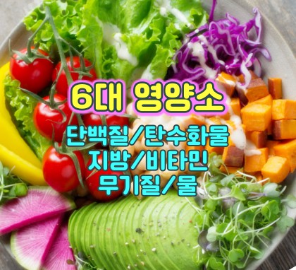 6대-영양소