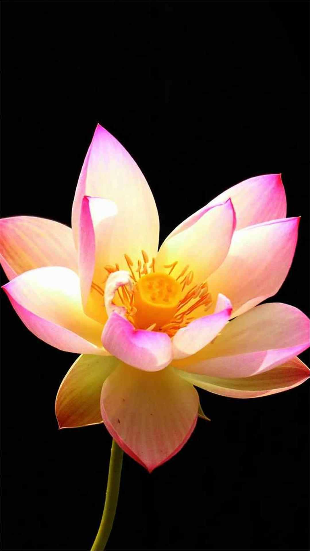 Lotus Flower iPhone Wallpaper