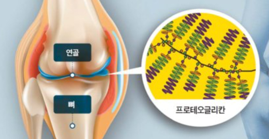  프로테오글리칸 효능 및 부작용은?