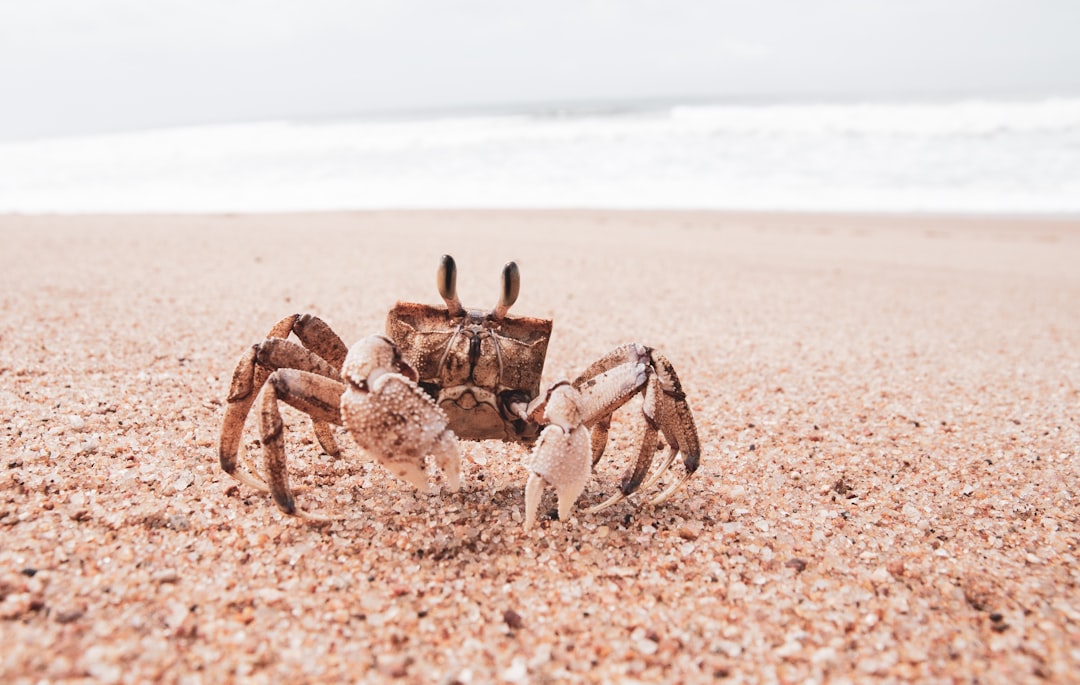 Crab