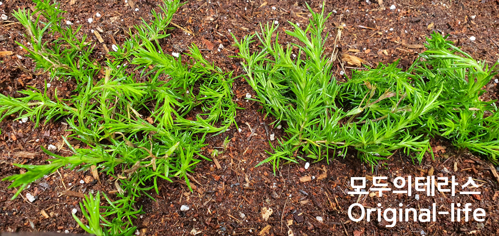  [화단과 테라스꾸미기] 꽃잔디 모종을 심어봤어요! (꽃잔디 특징)