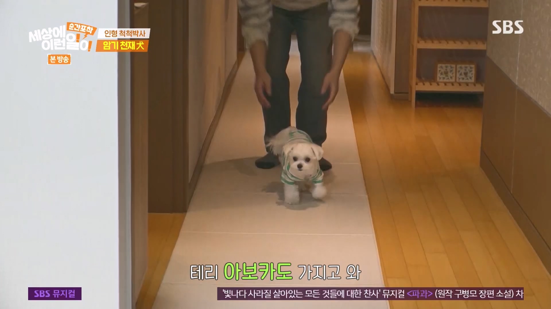 순간포착 세상에 이런일이.E1266.240224p.H264-F1RST.mp4_20240225_162509.211.jpg