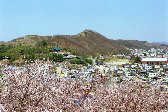 비봉산의 봄