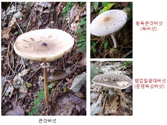식용버섯 종류 사진과 이름,독버섯 종류 사진과 이름/구별법