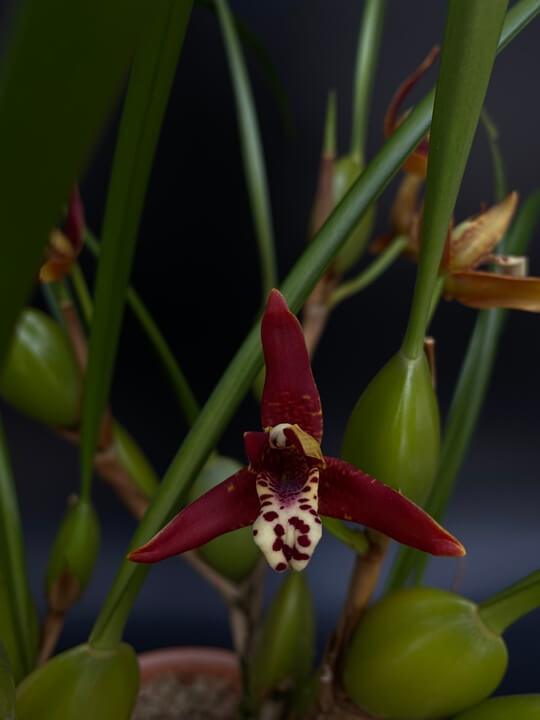 Maxillaria tenuifolia 꽃사진