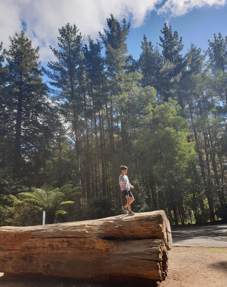 Redwoods 레드우드