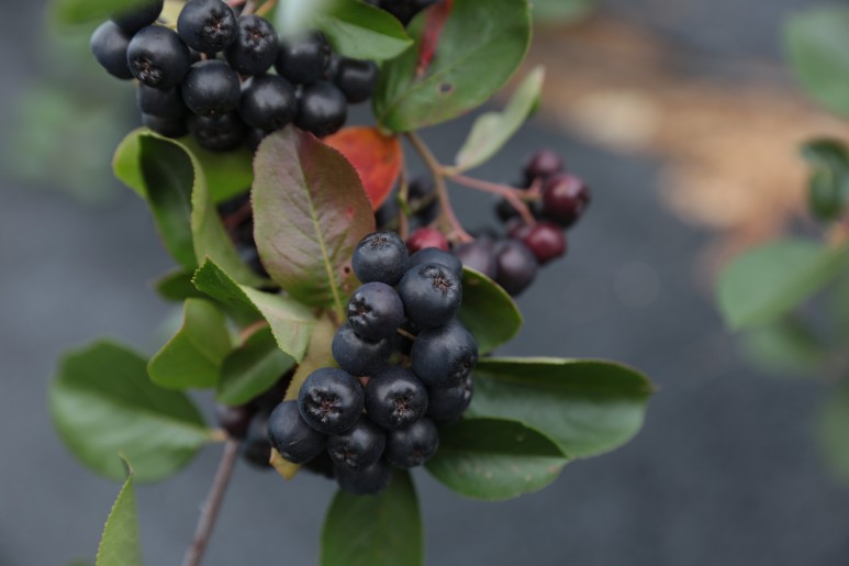 효능소개 아로니아 3