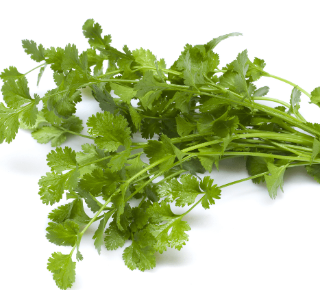  고수 (CILANTRO) 효능 부작용 섭취법 알고 가세요.