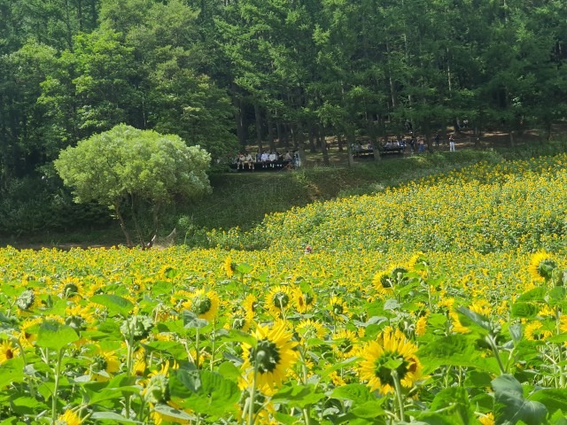 태백 해바라기 축제