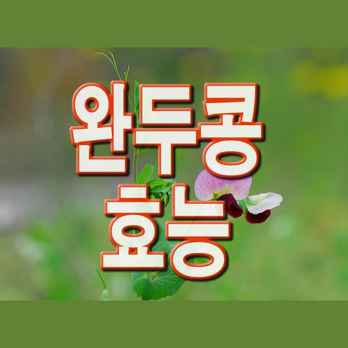  완두콩 효능 10가지 알려드림