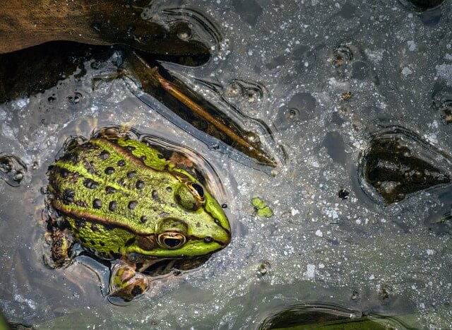 [꿈해몽] 두꺼비 개구리 맹꽁이에 관한 꿈 풀이