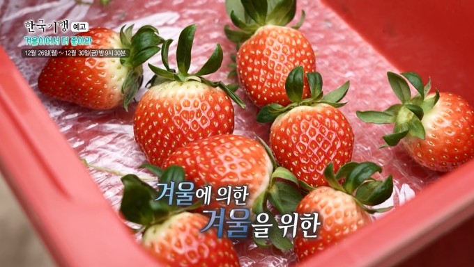 한국기행-딸기사진