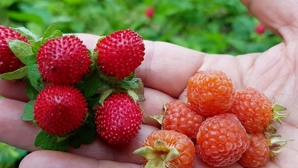 산딸기(Wild Strawberries)