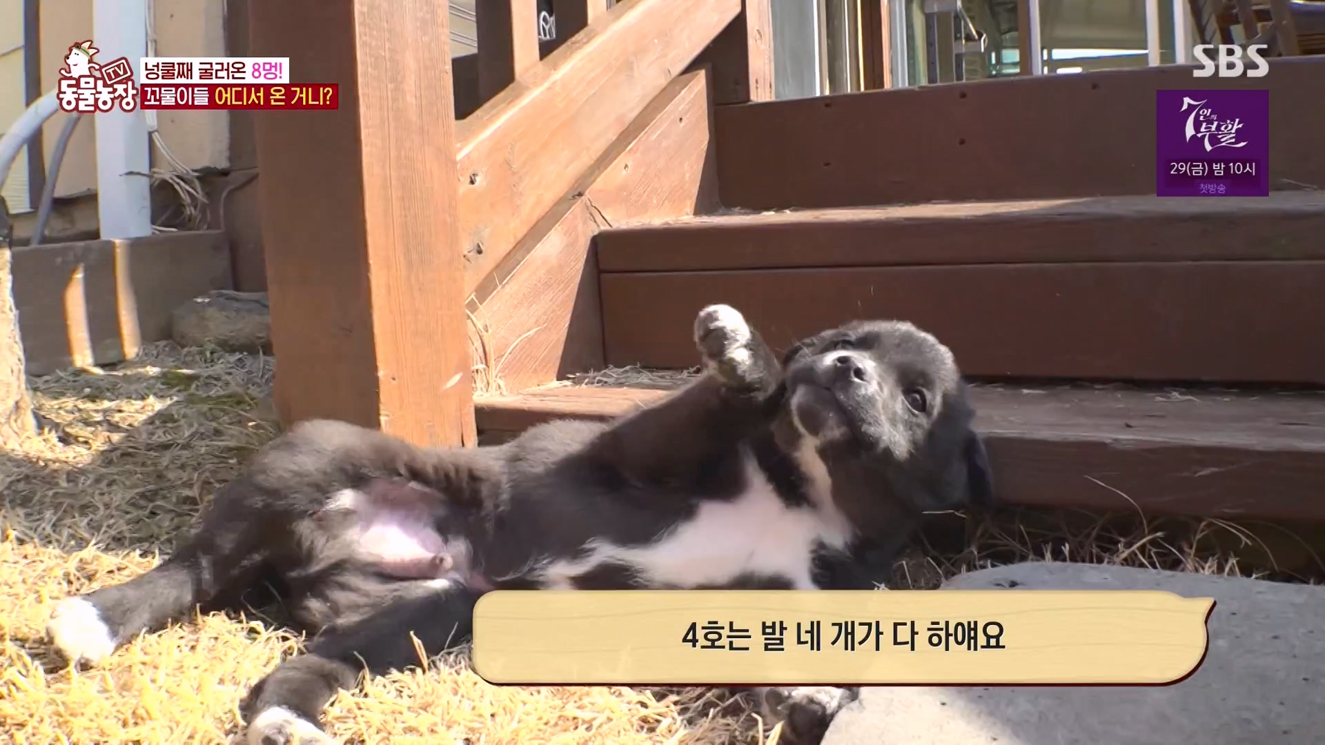 TV 동물농장.E1164.240324p-NEXT.mp4_20240324_172333.456.jpg