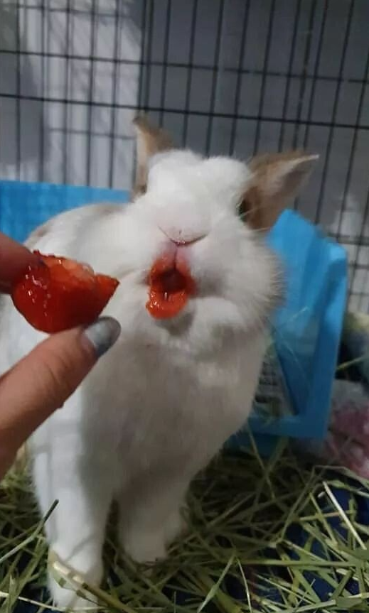  립스틱 짙게 바른 토깽이