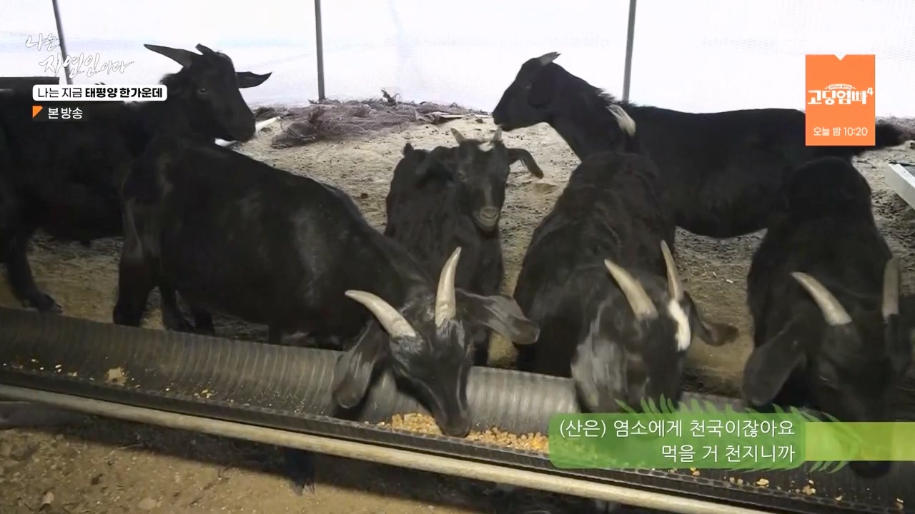 나는 자연인이다.E581.231123p-NEXT.mp4_20231123_200719.884.jpg