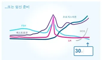 생리전 생리후 임신가능성 배란일 확인_5