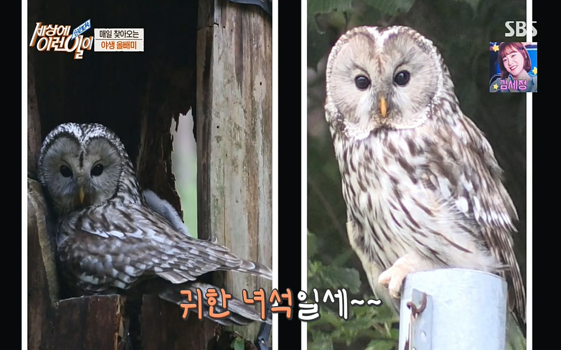 순간포착 세상에 이런일이.E1189.220720p-NEXT.mp4_20220720_200918.478.jpg