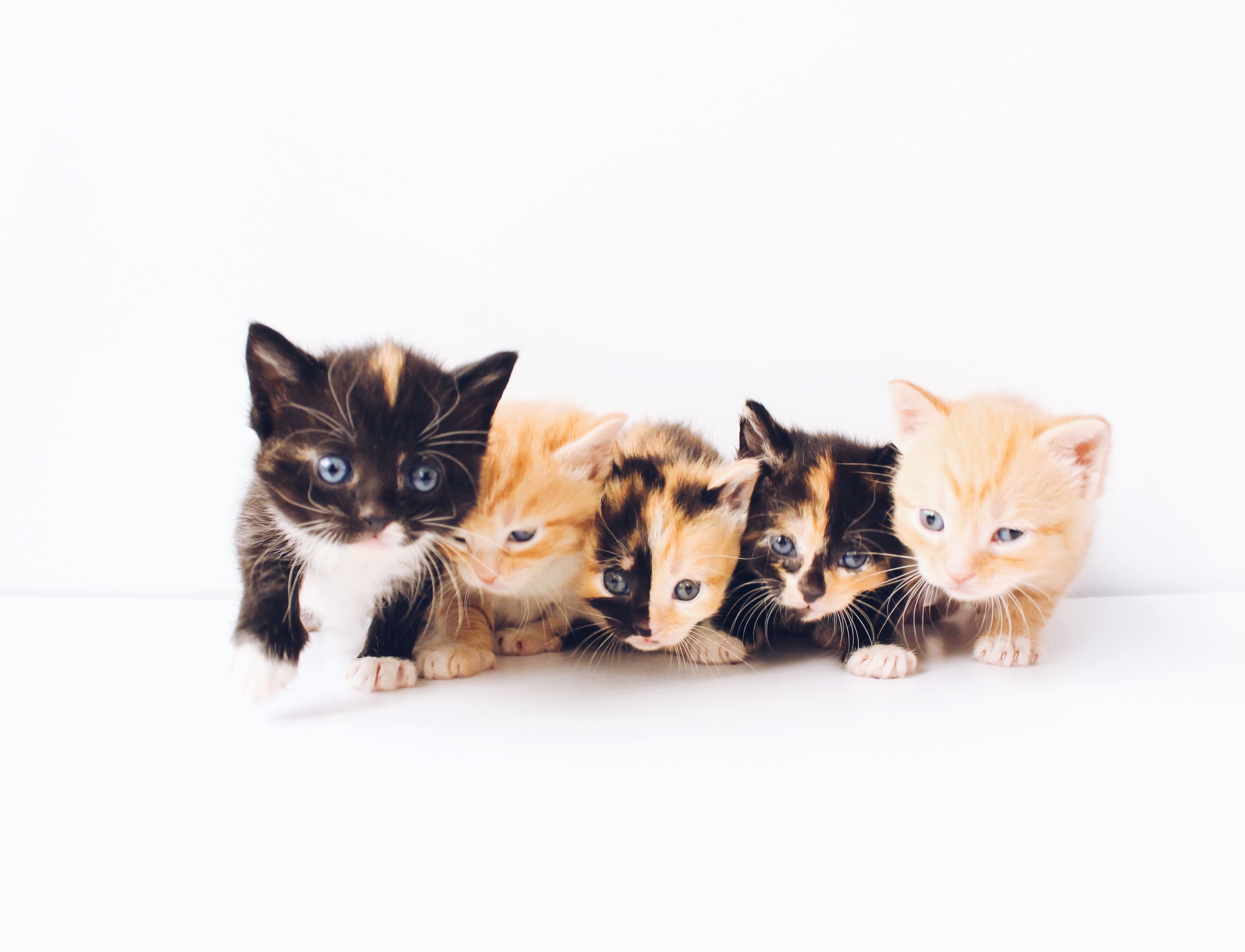 새끼 고양이 사료 추천