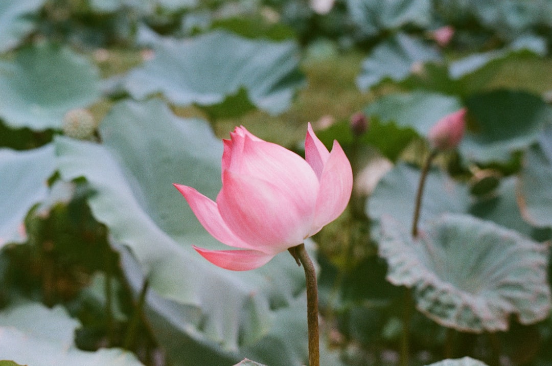 Lotus