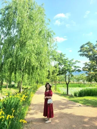 거창 창포원 노랑꽃창포 만개 시기와 관람 포인트_16