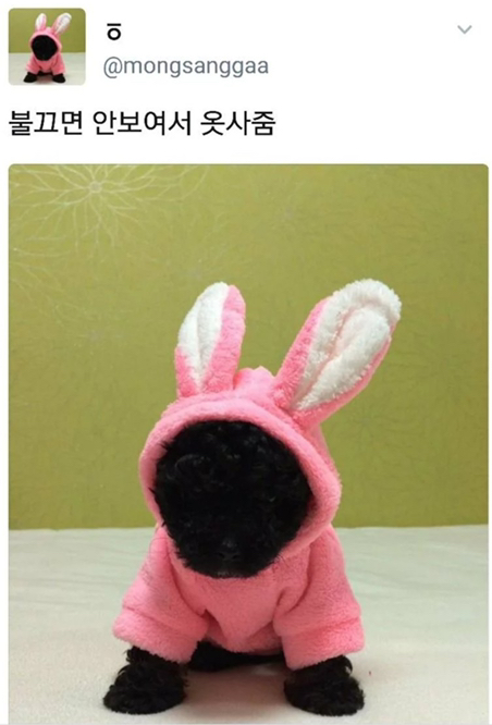  댕댕이에게 옷을 사준 이유