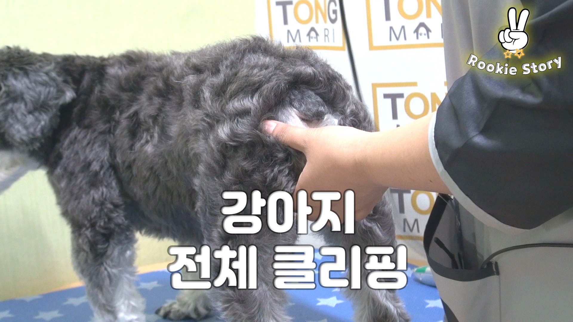  애견 셀프 미용 강아지 전체 바리깡 클리핑 올빡 미용 털 미는 방법