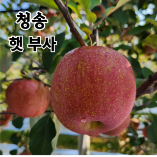 사과 추천