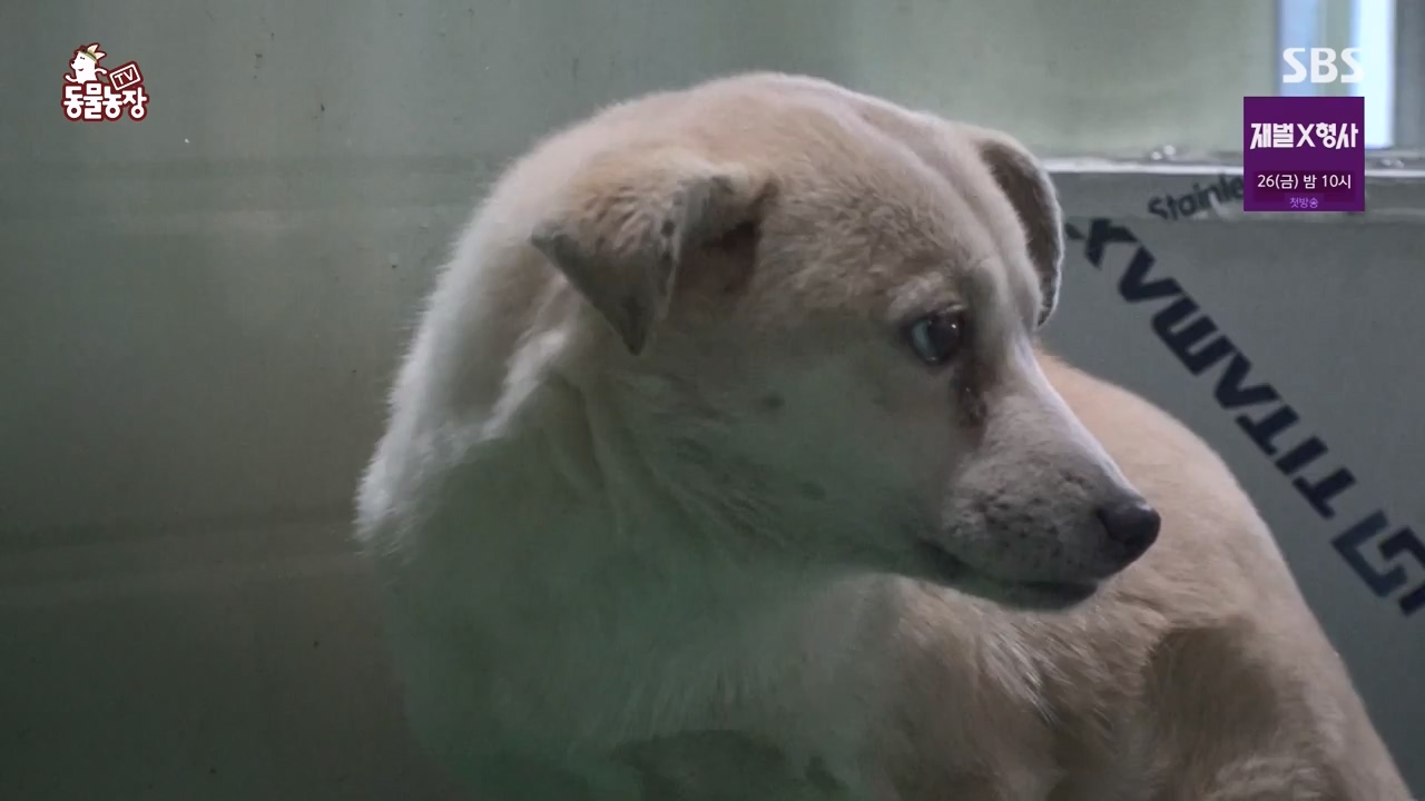 TV 동물농장.E1154.240115p-NEXT.mp4_20240114_184406.472.jpg