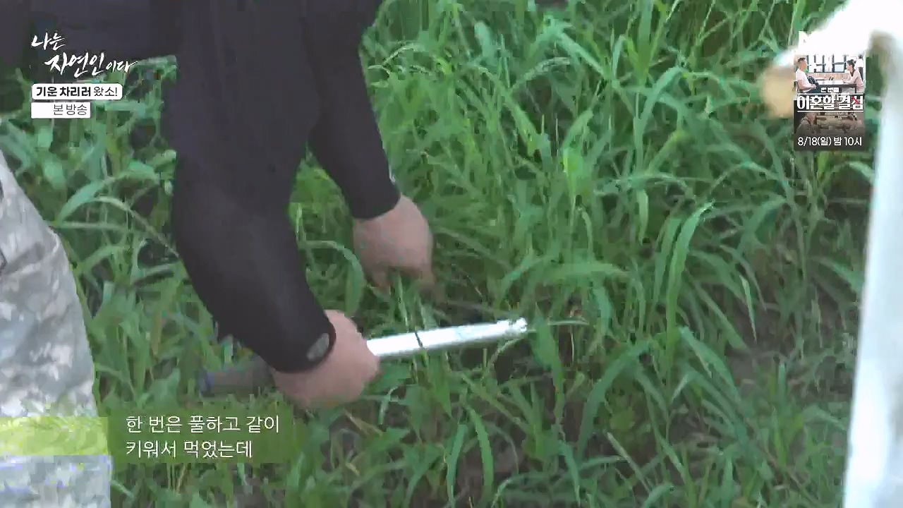 나는 자연인이다.E617.240808p-NEXT.mp4_20240808_195050.736.jpg
