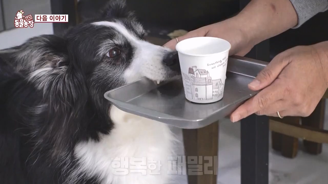 TV 동물농장.E1144.231106p-NEXT.mp4_20231105_180012.281.jpg