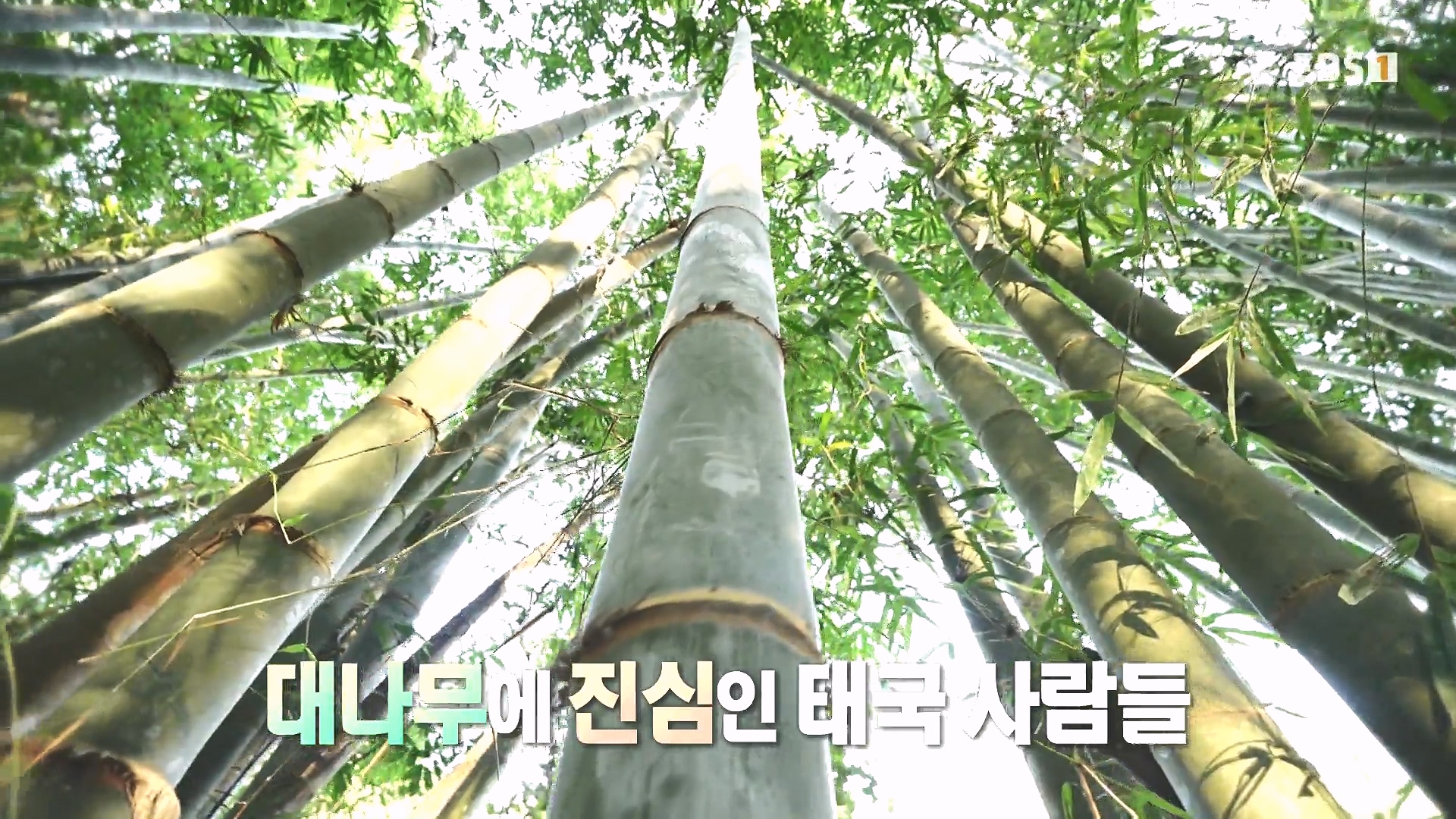 세계테마기행 240222 태국 북부 인생길 기행 -대찬 인생, 소박한 행복0p.mp4_20240807_194817.498.jpg