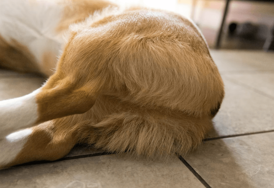 강아지 똥꼬스키 이유 항문낭 짜는 이유와 방법 문제점