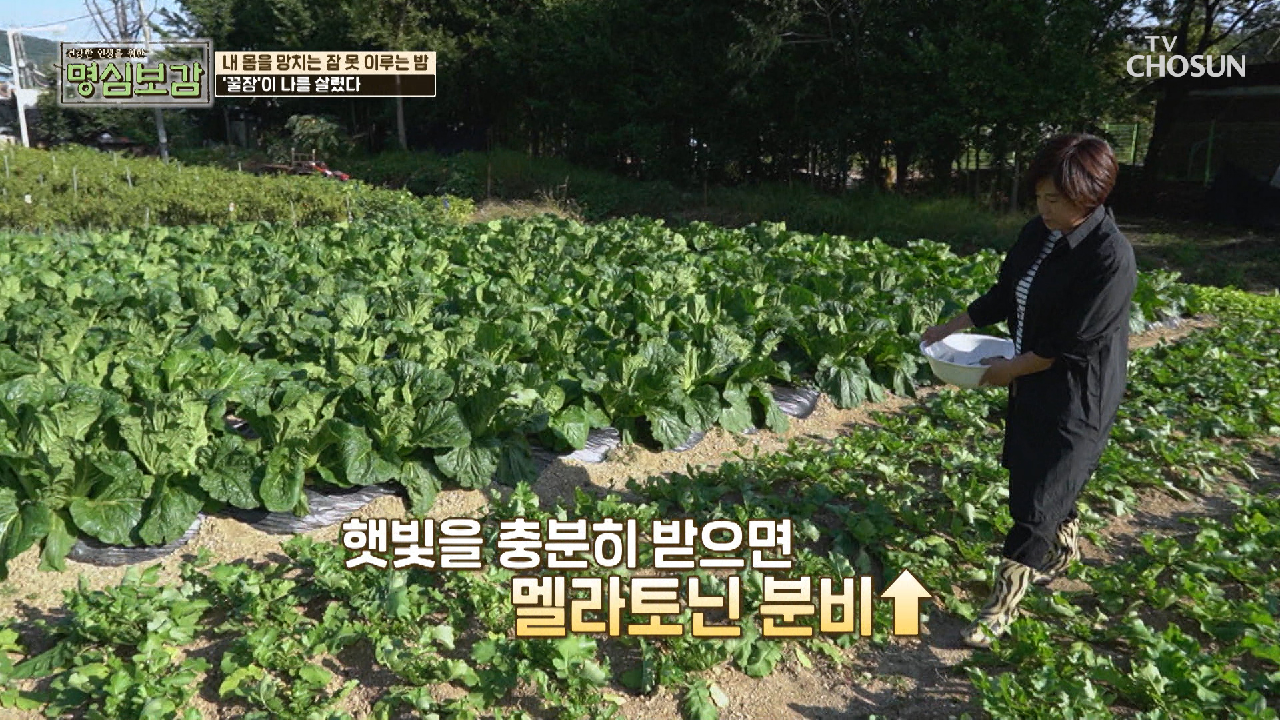  불면증 만성 염증 갱년기 불면증 극복법 #타트체리 #멜라토닌 #사이토카인