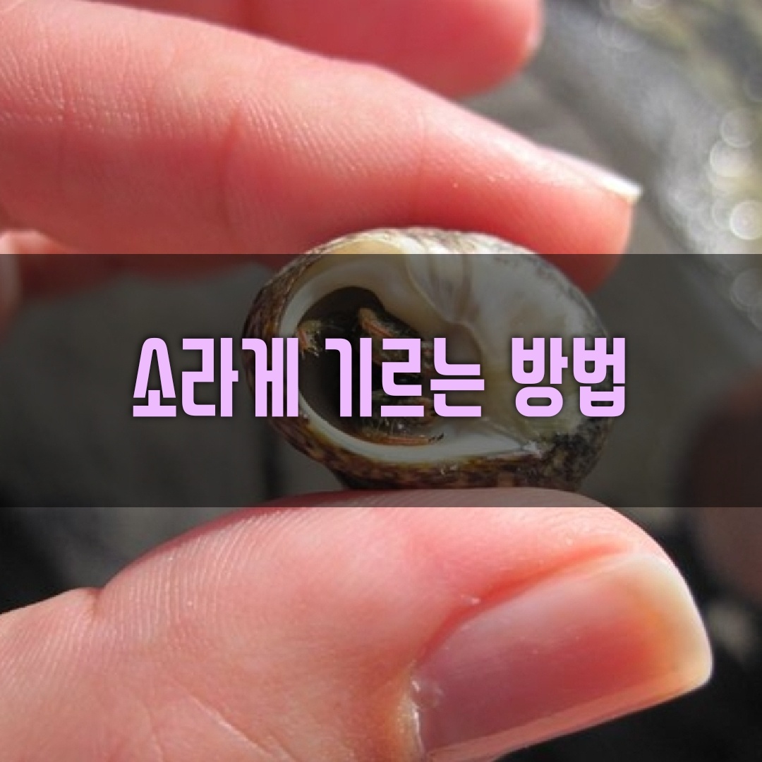 소라게 표지