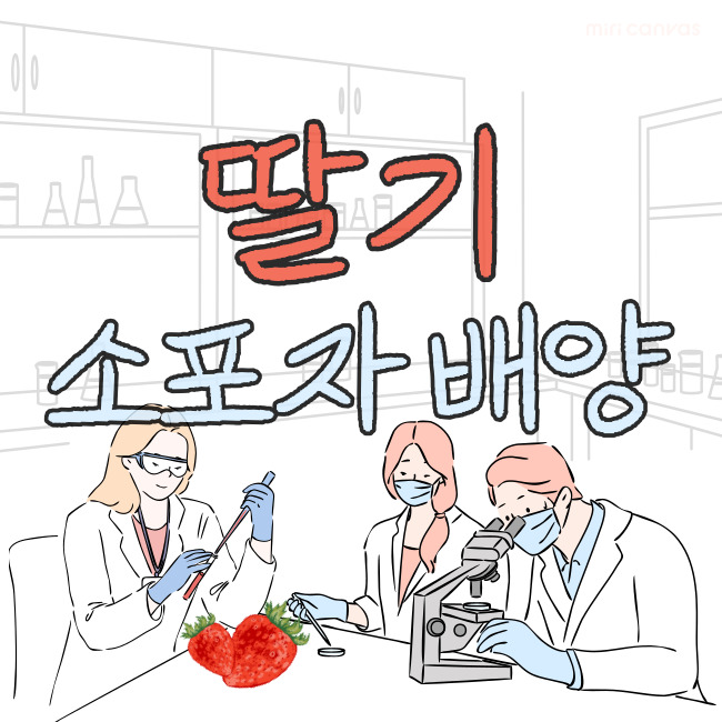  딸기 소포자 배양, 소포자 배양 준비물 설향 소포자 배양 NLN배지 B5배지 사용 및 과정