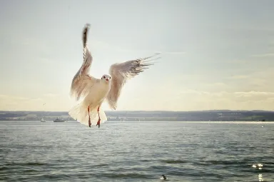 바다 새 